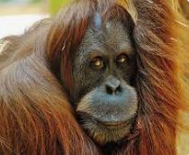 Orangutana Sandra