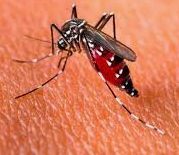 Mosquito trasmisor del dengue