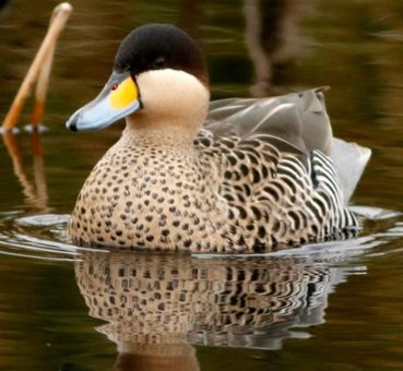 Pato capuchino